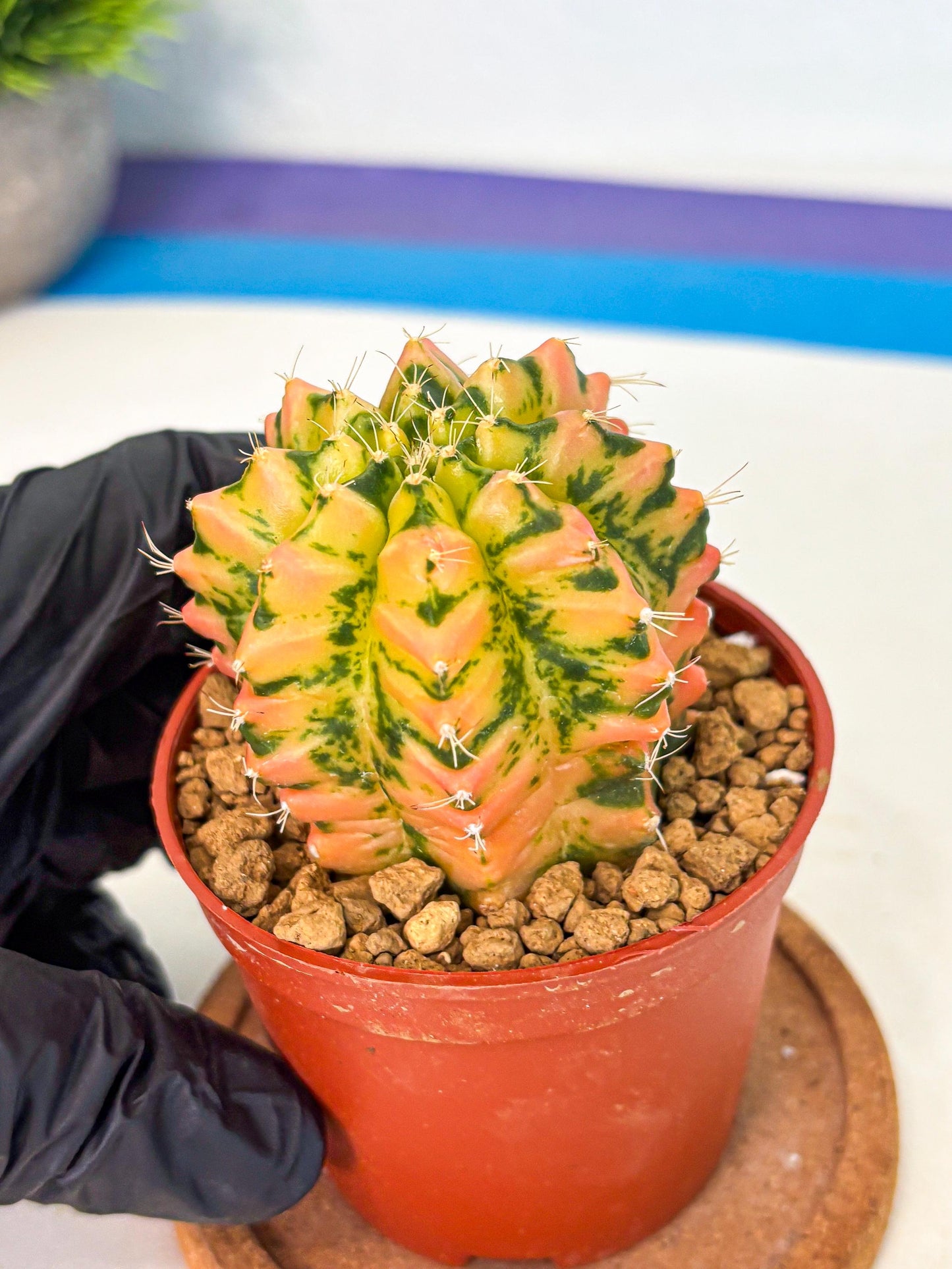Gymnocalycium Starlight (gy7) (r2) | Rare Hybrid cactus