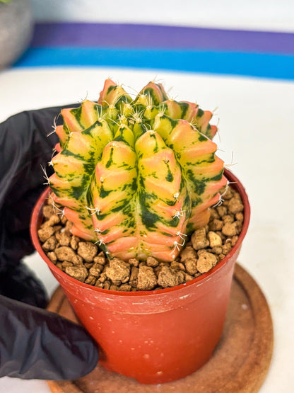 Gymnocalycium Starlight (gy7) (r2) | Rare Hybrid cactus