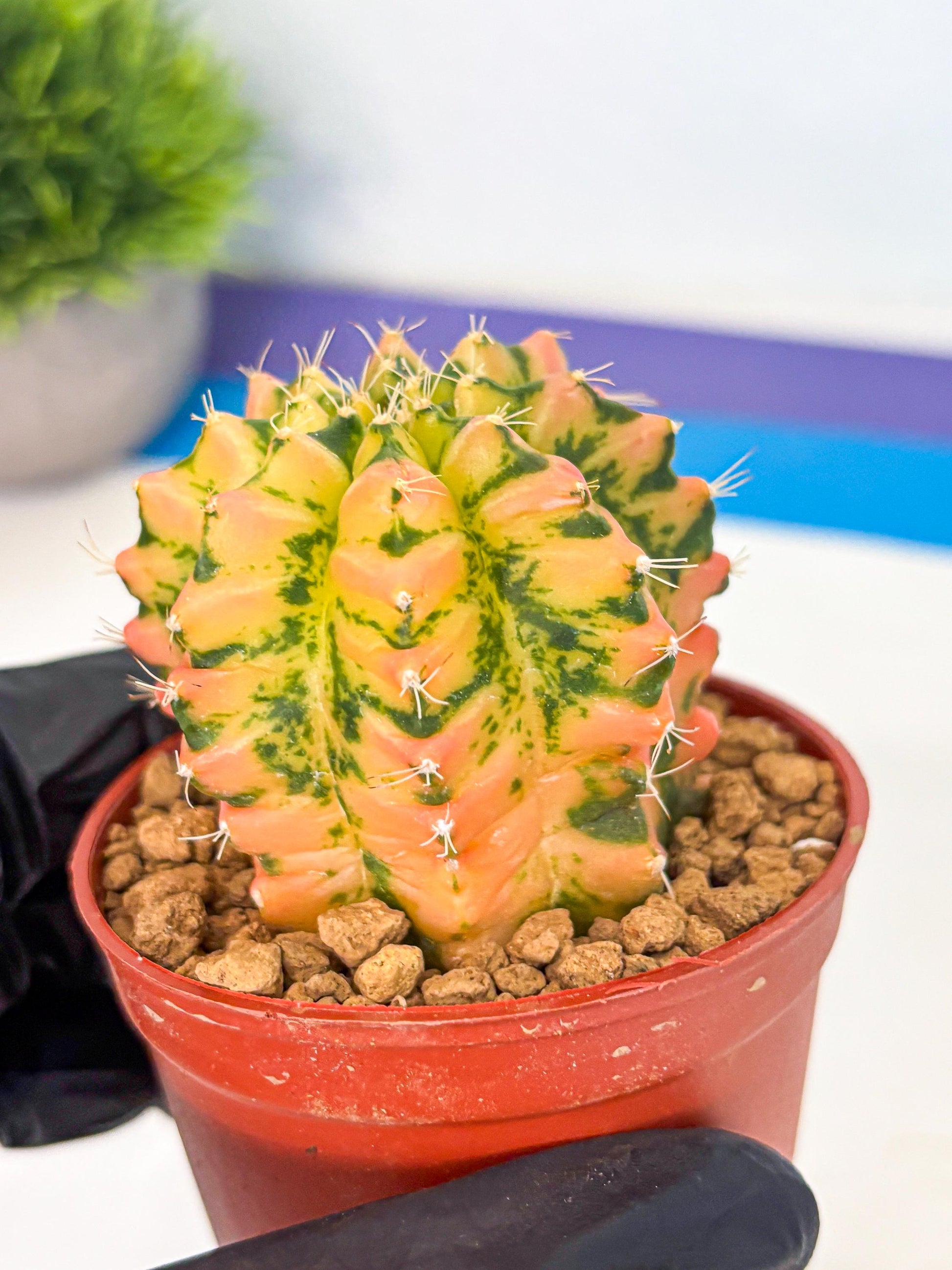 Gymnocalycium Starlight (gy7) (r2) | Rare Hybrid cactus