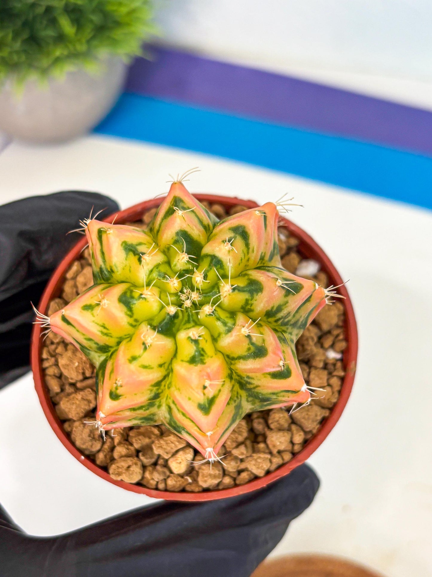 Gymnocalycium Starlight (gy7) (r2) | Rare Hybrid cactus