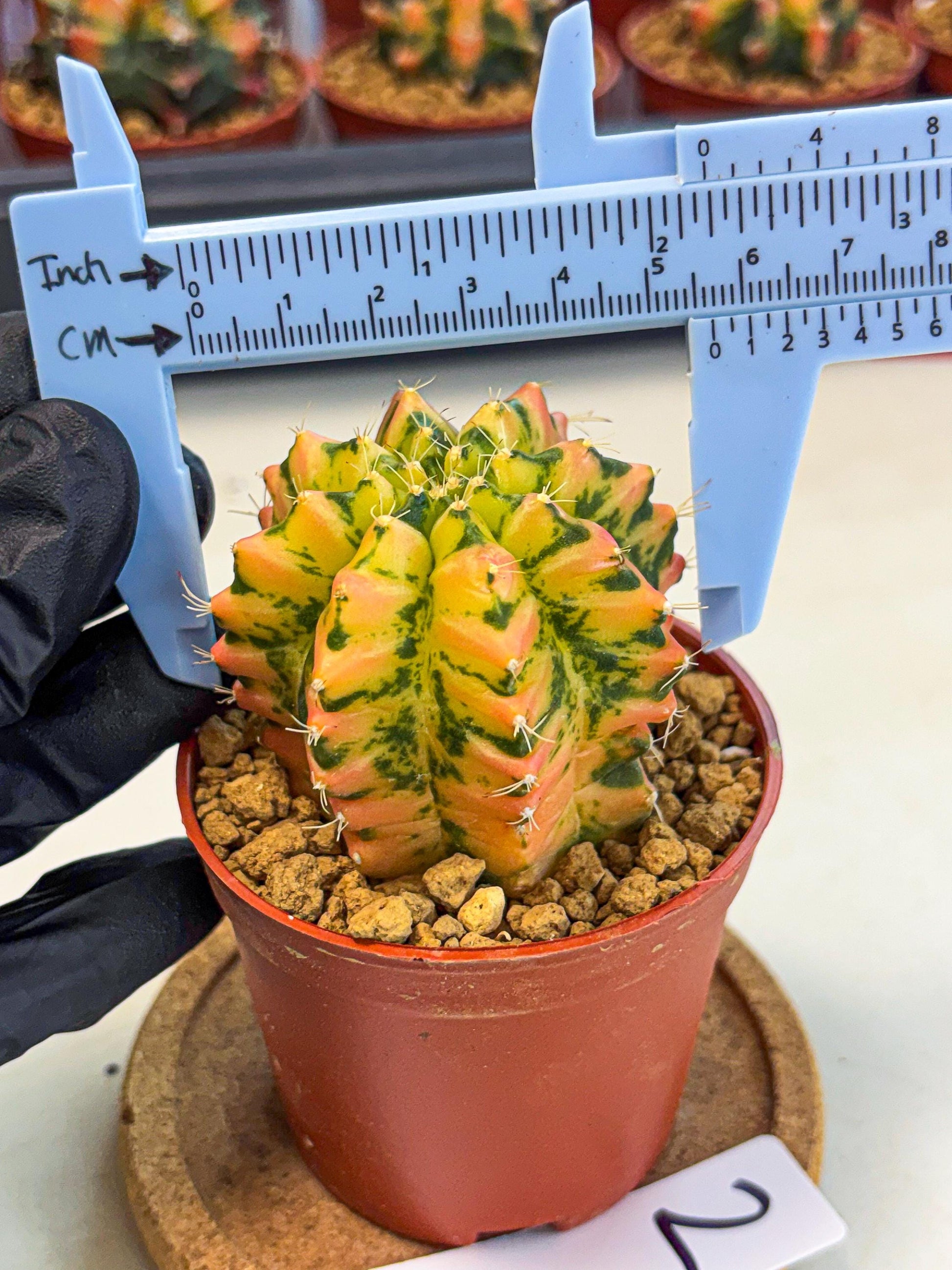 Gymnocalycium Starlight (gy7) (r2) | Rare Hybrid cactus