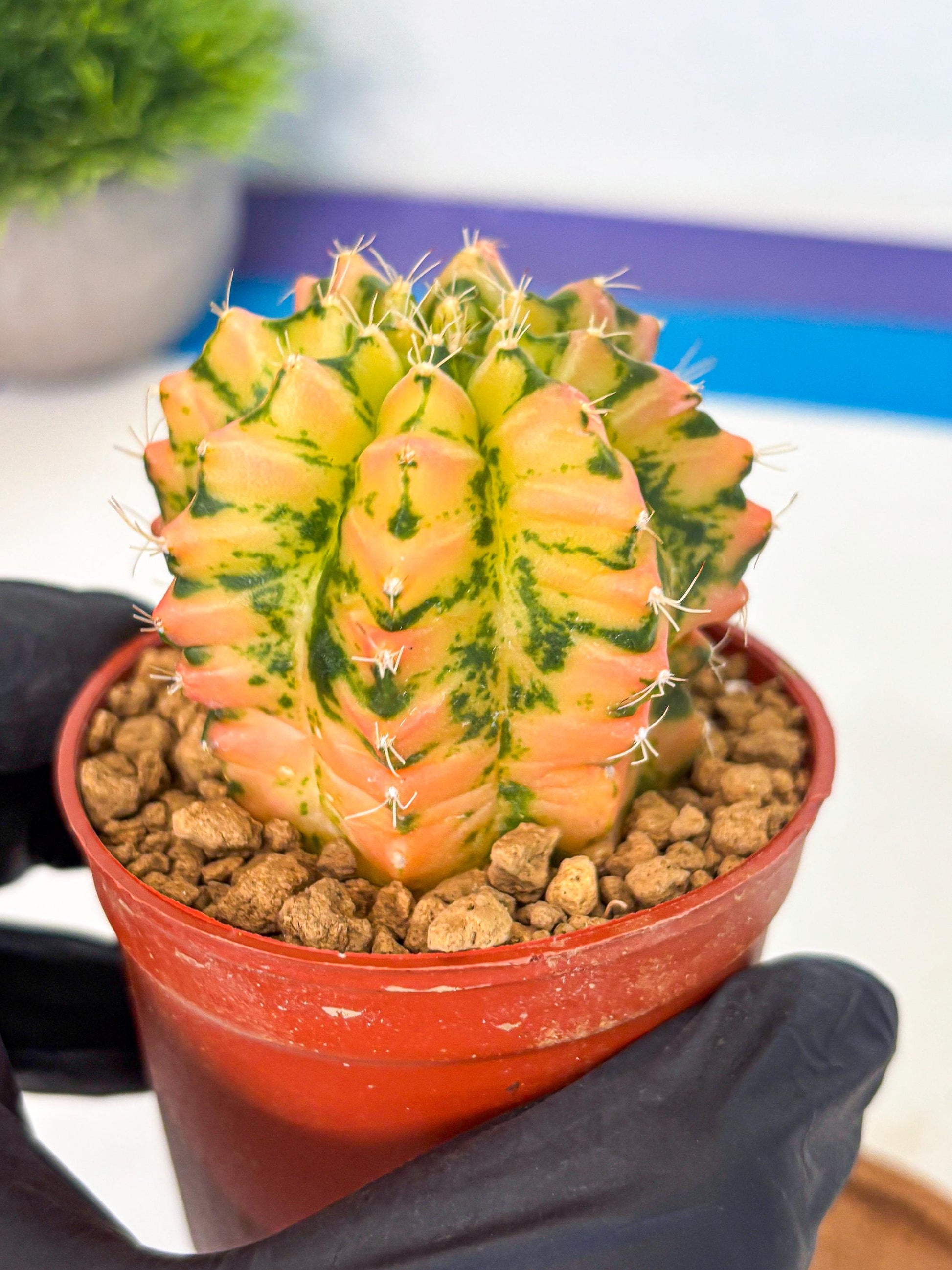 Gymnocalycium Starlight (gy7) (r2) | Rare Hybrid cactus