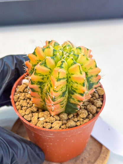 Gymnocalycium Starlight (gy7) (r2) | Rare Hybrid cactus