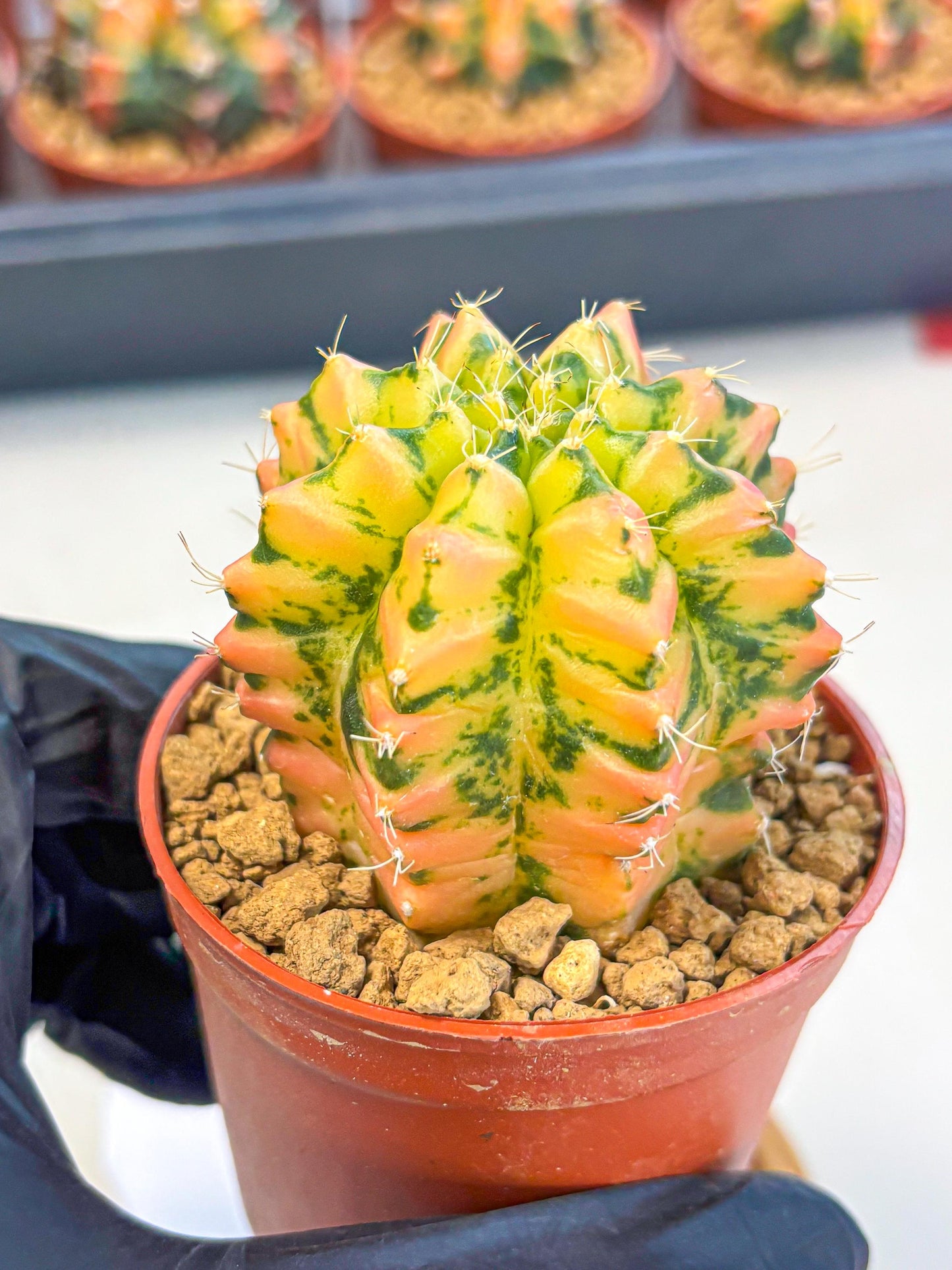 Gymnocalycium Starlight (gy7) (r2) | Rare Hybrid cactus