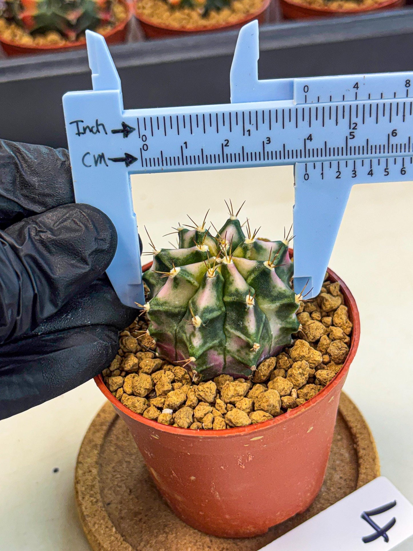 Gymnocalycium Pink DIamond (gy7) (r4) | Rare Hybrid cactus