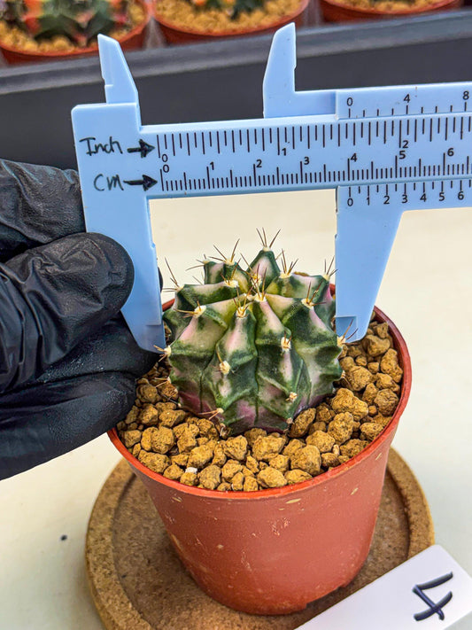 Gymnocalycium Pink DIamond (gy7) (r4) | Rare Hybrid cactus