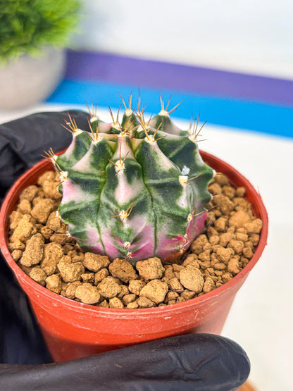 Gymnocalycium Pink DIamond (gy7) (r4) | Rare Hybrid cactus