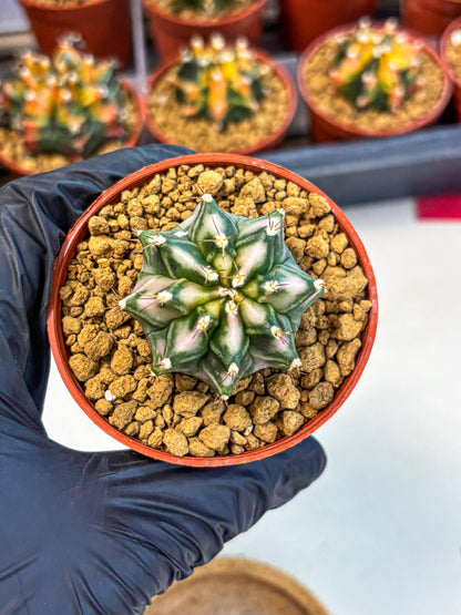 Gymnocalycium Pink DIamond (gy7) (r4) | Rare Hybrid cactus