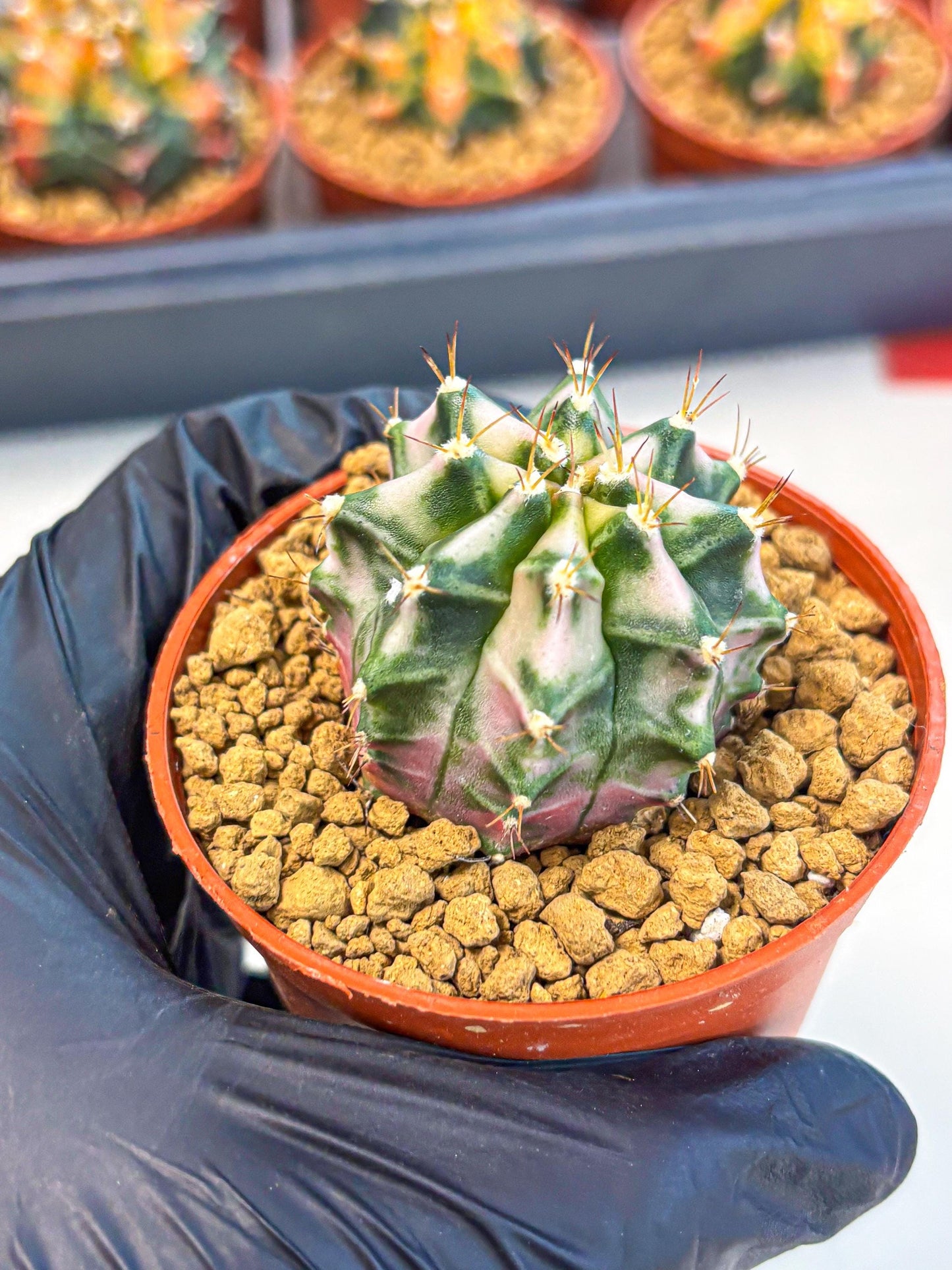 Gymnocalycium Pink DIamond (gy7) (r4) | Rare Hybrid cactus