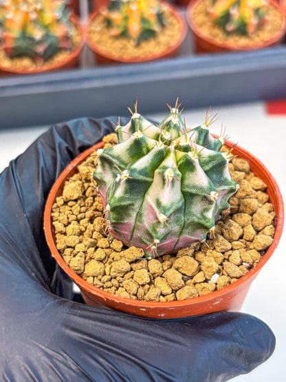 Gymnocalycium Pink DIamond (gy7) (r4) | Rare Hybrid cactus