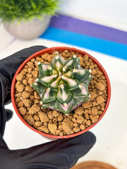 Gymnocalycium Pink DIamond (gy7) (r4) | Rare Hybrid cactus