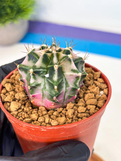 Gymnocalycium Pink DIamond (gy7) (r4) | Rare Hybrid cactus