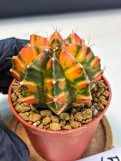 Gymnocalycium Dalah (gy7) (r5) | Rare Hybrids