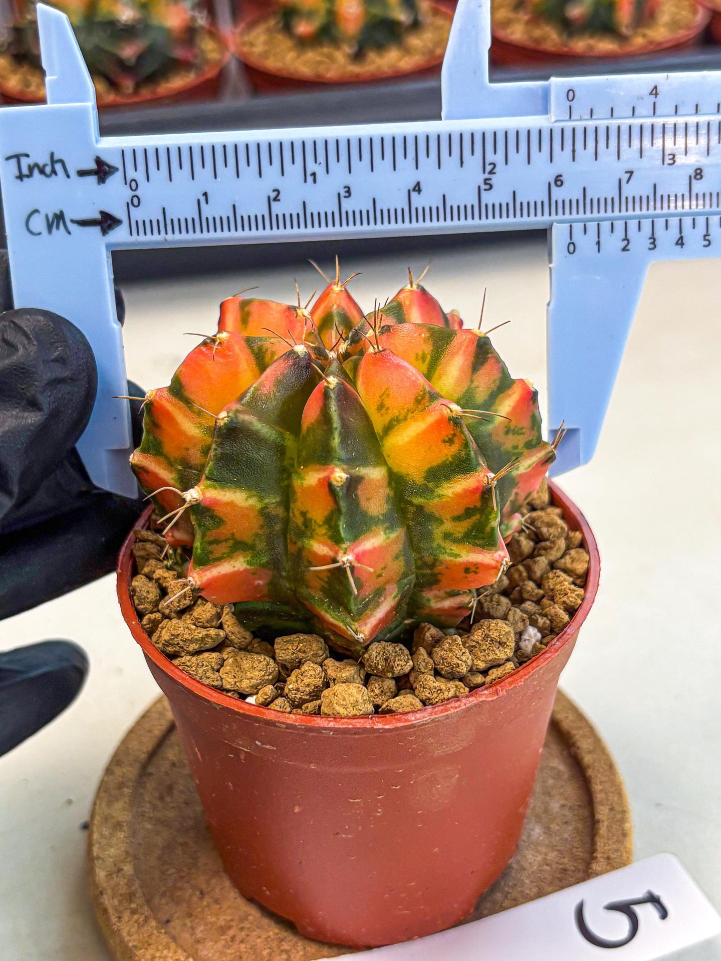 Gymnocalycium Dalah (gy7) (r5) | Rare Hybrids