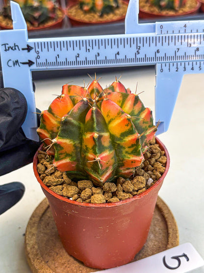 Gymnocalycium Dalah (gy7) (r5) | Rare Hybrids