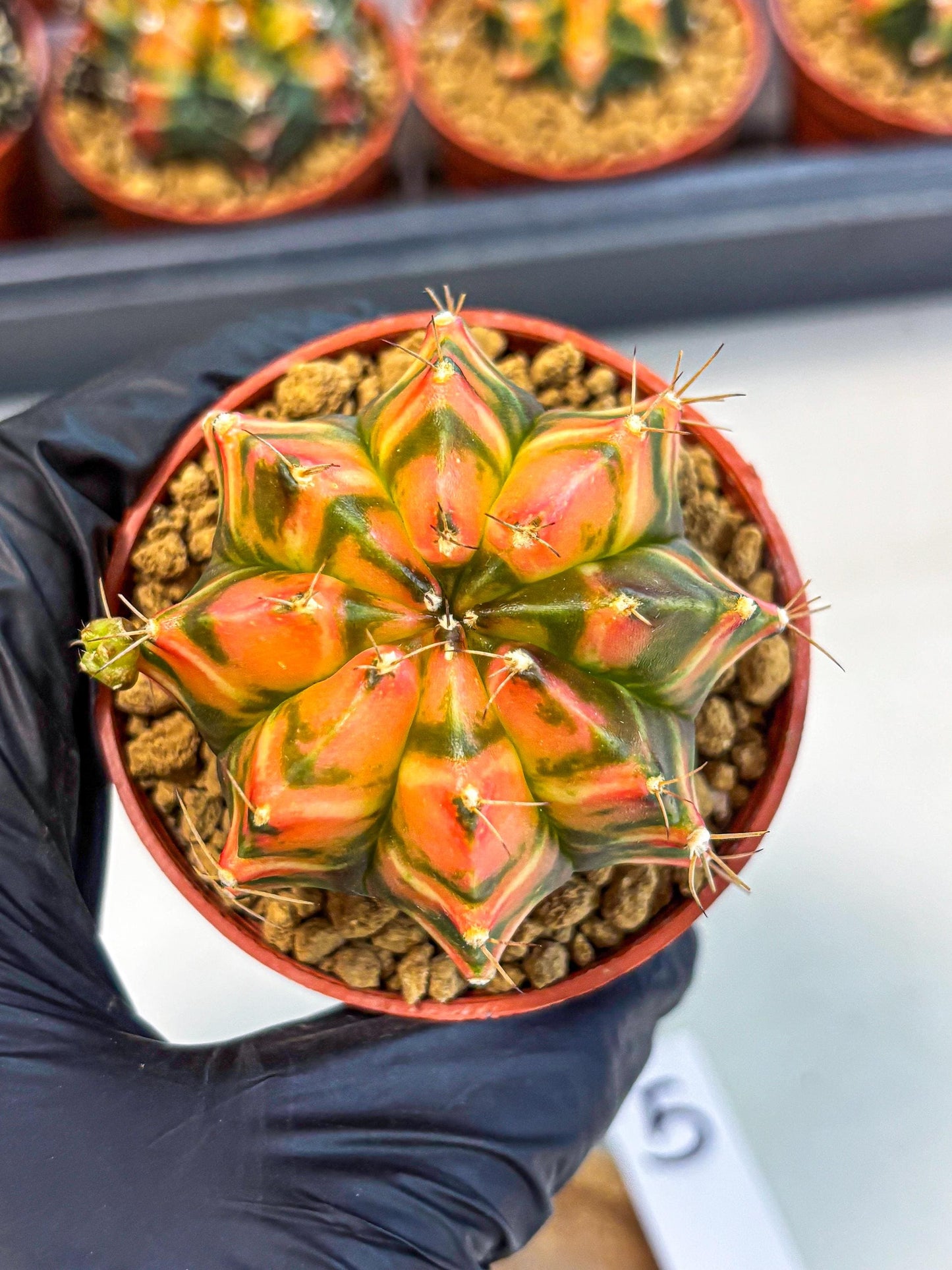 Gymnocalycium Dalah (gy7) (r5) | Rare Hybrids