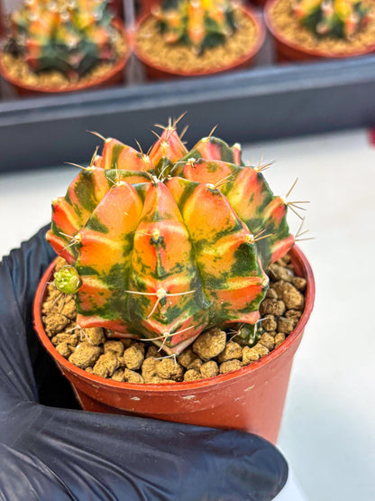 Gymnocalycium Dalah (gy7) (r5) | Rare Hybrids