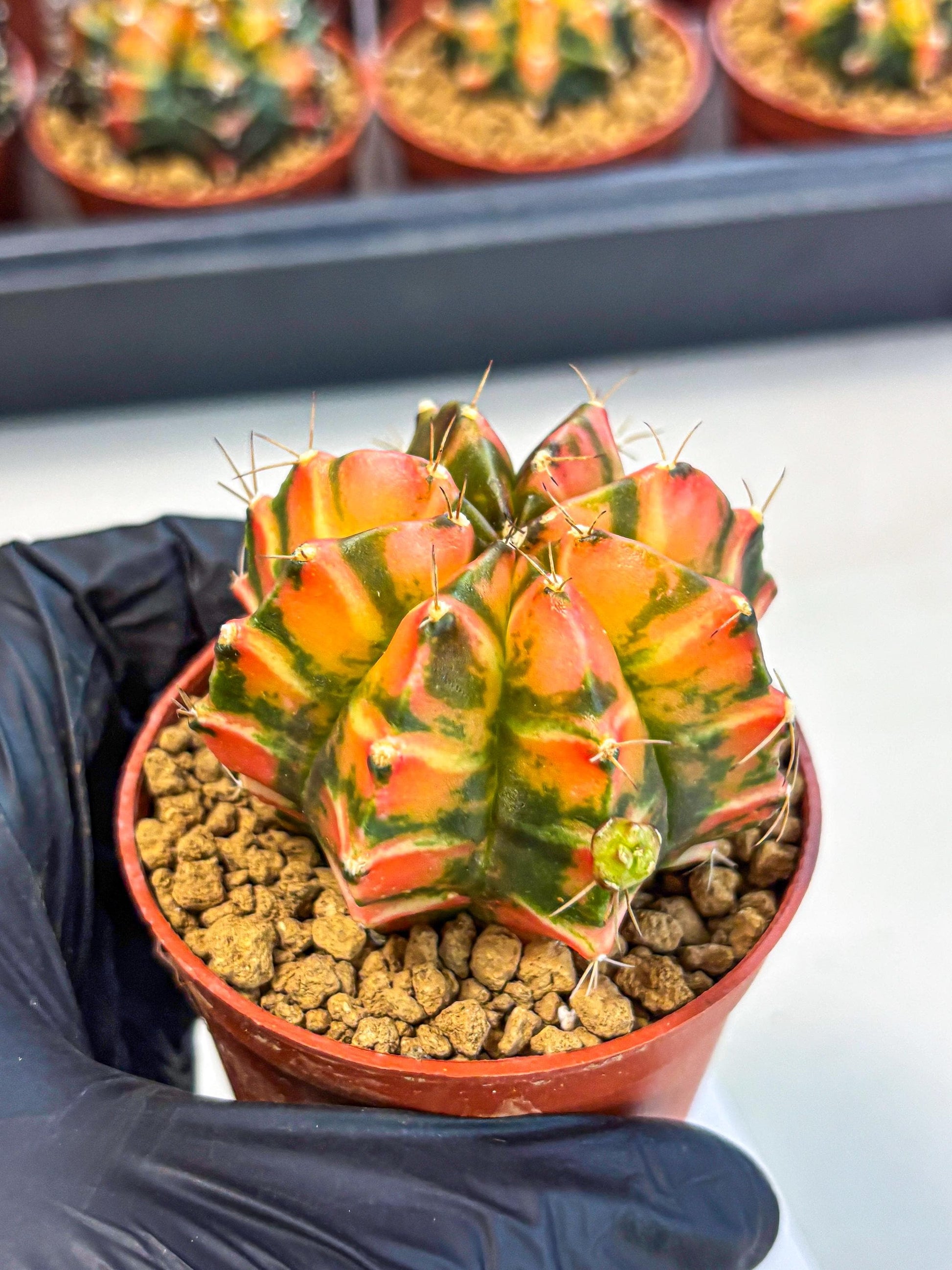 Gymnocalycium Dalah (gy7) (r5) | Rare Hybrids