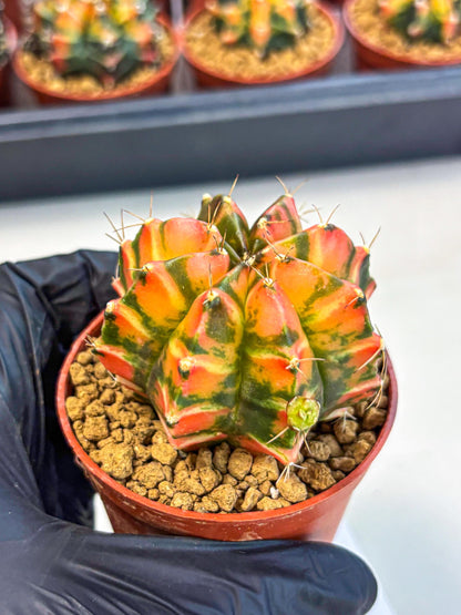 Gymnocalycium Dalah (gy7) (r5) | Rare Hybrids