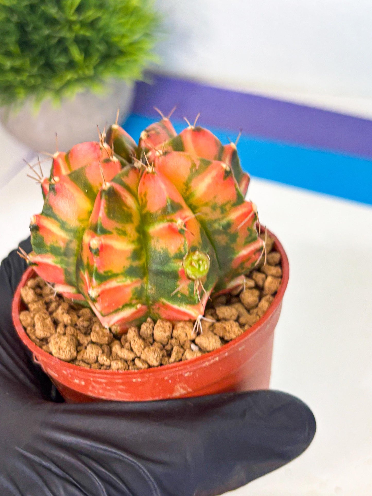 Gymnocalycium Dalah (gy7) (r5) | Rare Hybrids