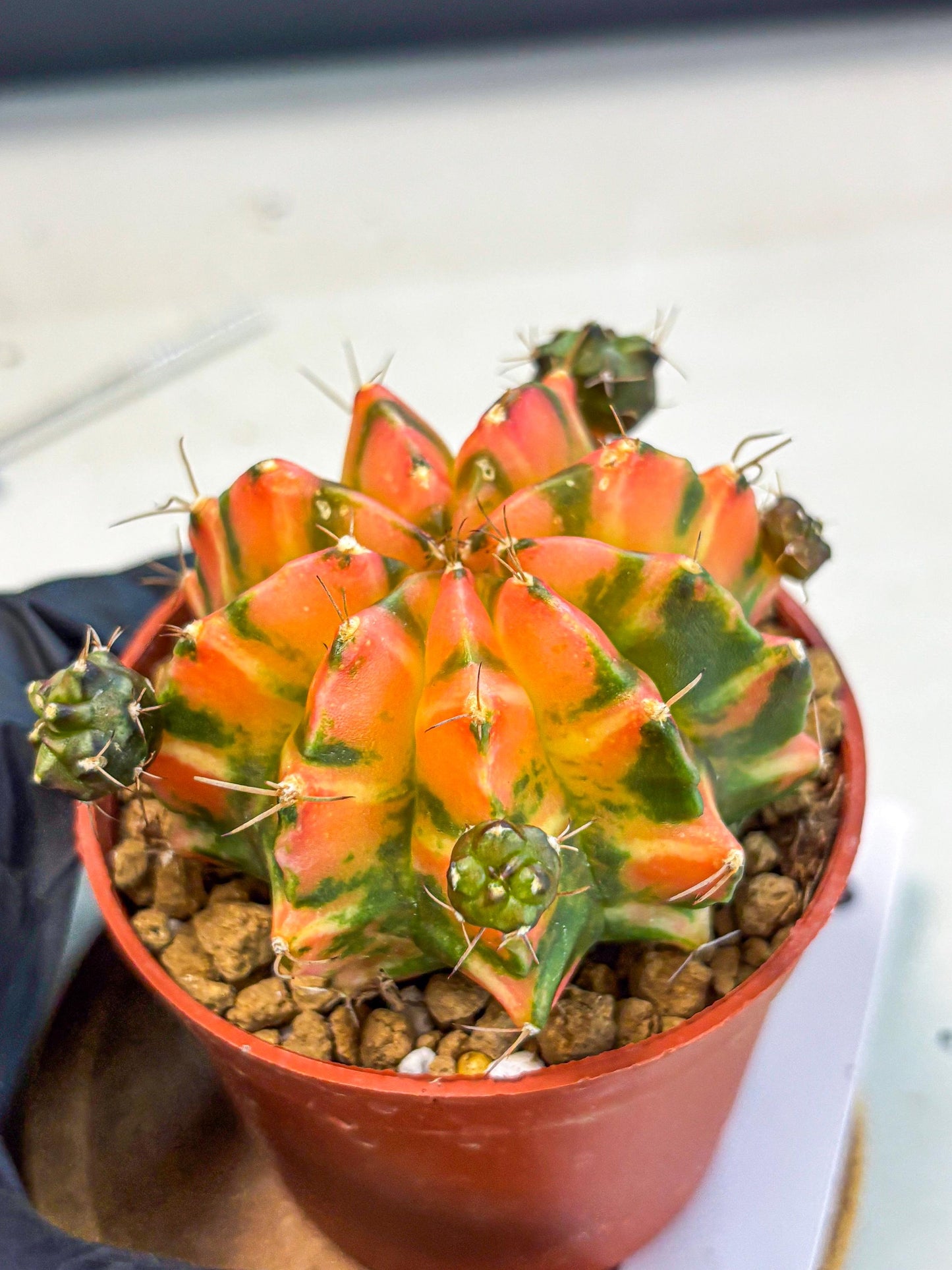 Gymnocalycium Dalah (gy7) (r6) | Rare Hybrids