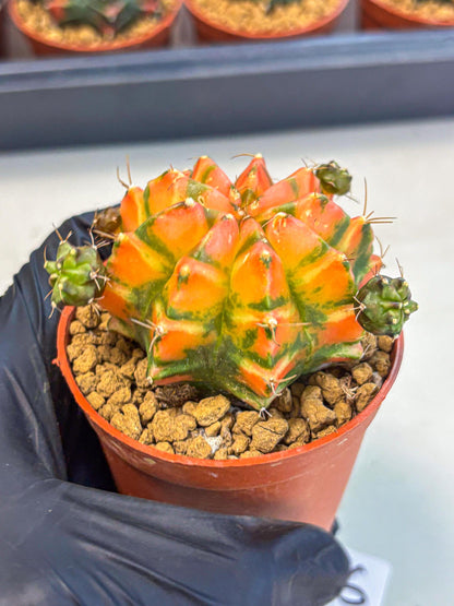 Gymnocalycium Dalah (gy7) (r6) | Rare Hybrids