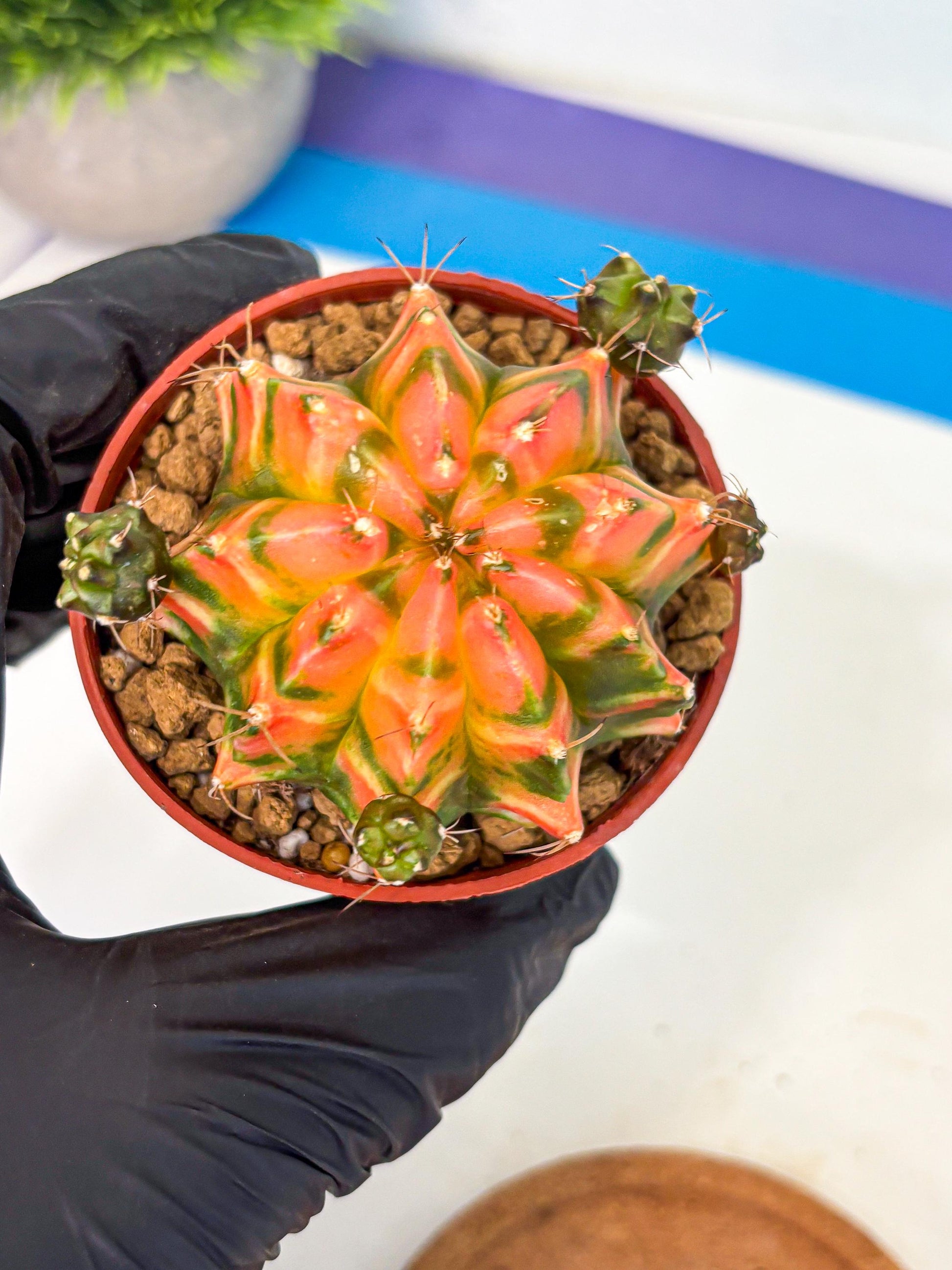Gymnocalycium Dalah (gy7) (r6) | Rare Hybrids