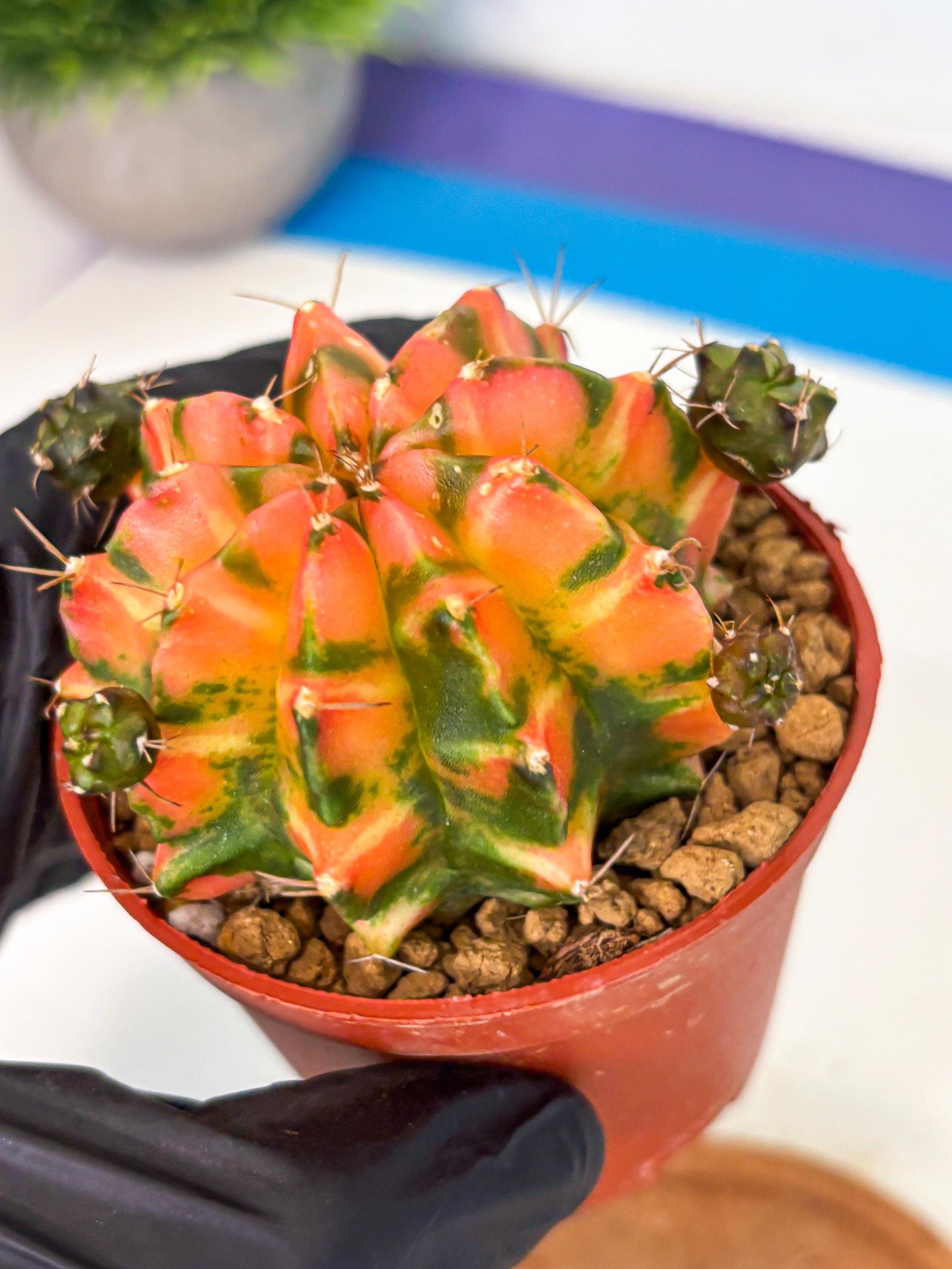 Gymnocalycium Dalah (gy7) (r6) | Rare Hybrids