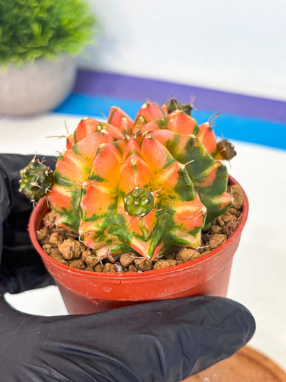 Gymnocalycium Dalah (gy7) (r6) | Rare Hybrids
