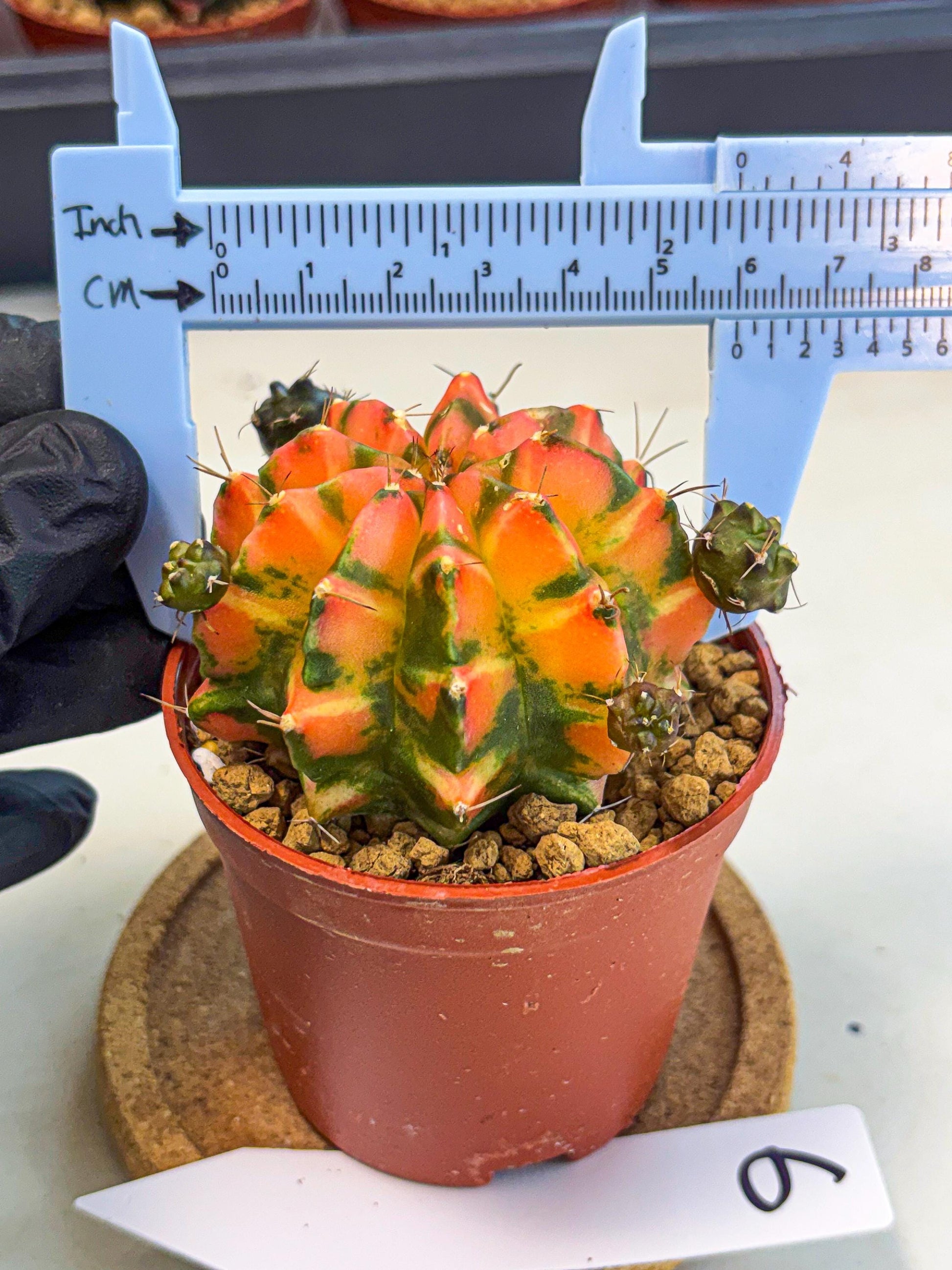 Gymnocalycium Dalah (gy7) (r6) | Rare Hybrids