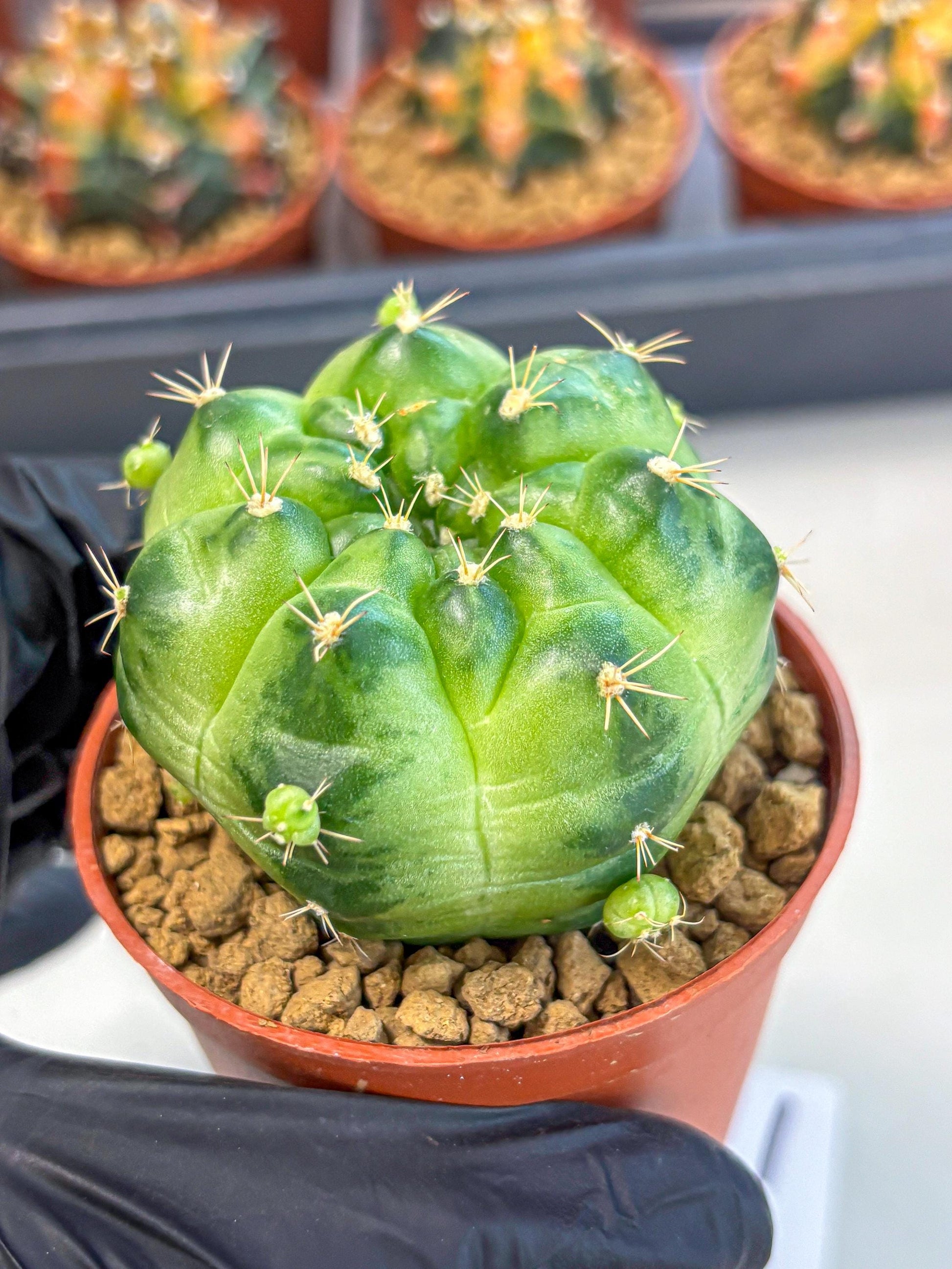Gymnocalycium Green Marble (gy7) (g1) | Hybrid Cactus