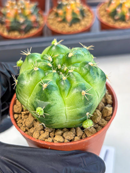 Gymnocalycium Green Marble (gy7) (g1) | Hybrid Cactus