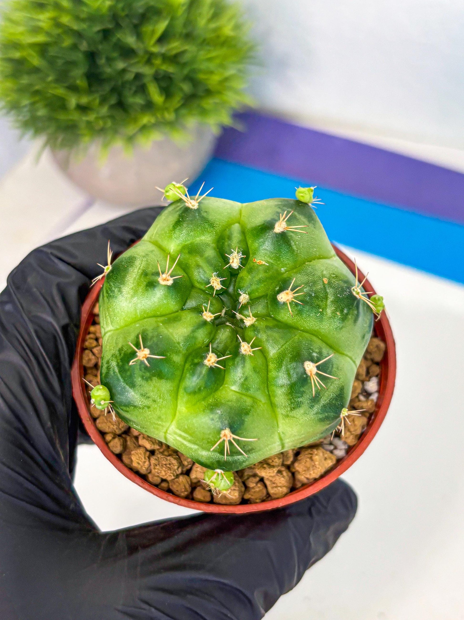 Gymnocalycium Green Marble (gy7) (g1) | Hybrid Cactus