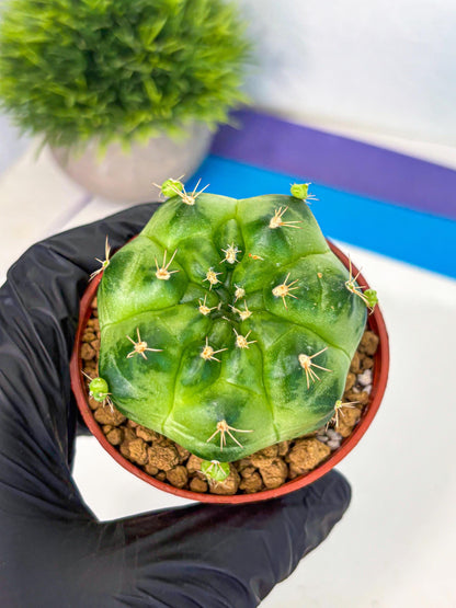 Gymnocalycium Green Marble (gy7) (g1) | Hybrid Cactus