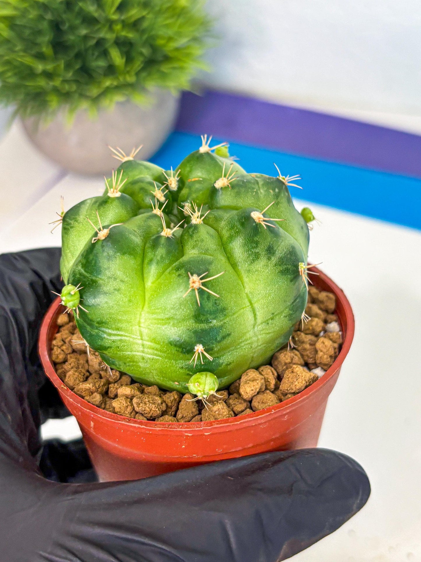Gymnocalycium Green Marble (gy7) (g1) | Hybrid Cactus