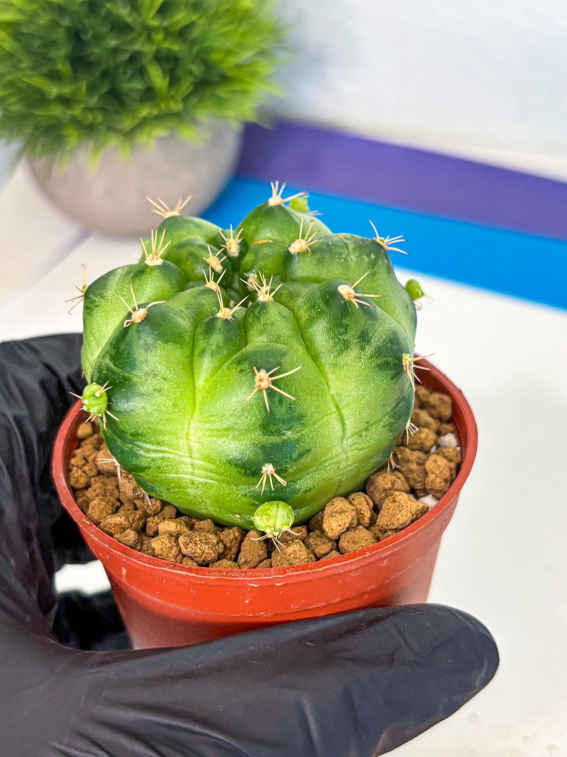Gymnocalycium Green Marble (gy7) (g1) | Hybrid Cactus
