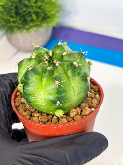 Gymnocalycium Green Marble (gy7) (g1) | Hybrid Cactus