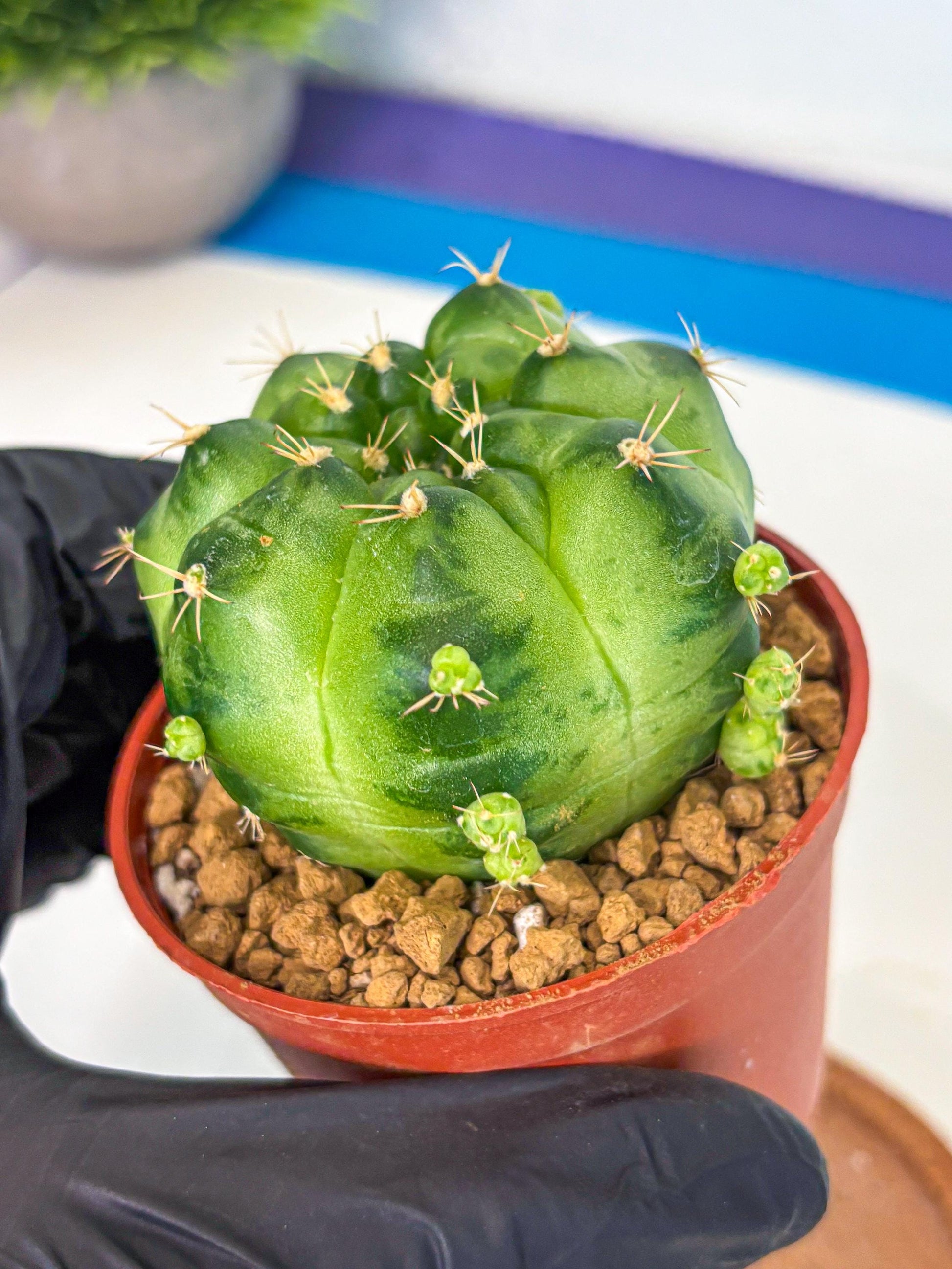 Gymnocalycium Green Marble (gy7) (g1) | Hybrid Cactus