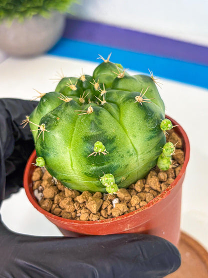 Gymnocalycium Green Marble (gy7) (g1) | Hybrid Cactus
