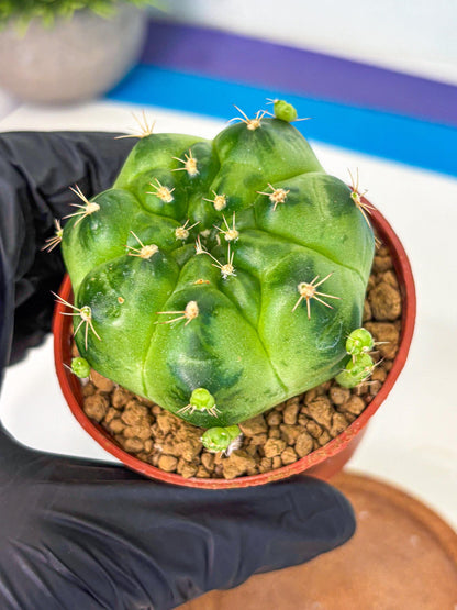Gymnocalycium Green Marble (gy7) (g1) | Hybrid Cactus