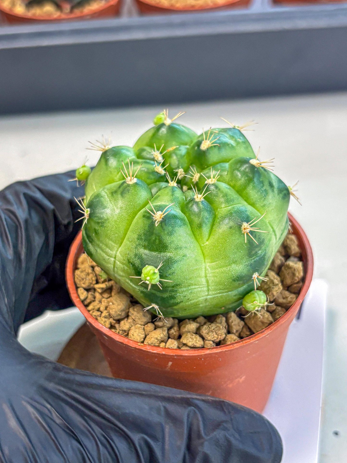 Gymnocalycium Green Marble (gy7) (g1) | Hybrid Cactus