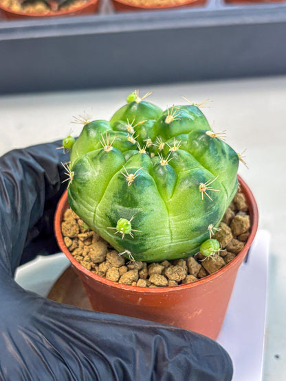 Gymnocalycium Green Marble (gy7) (g1) | Hybrid Cactus