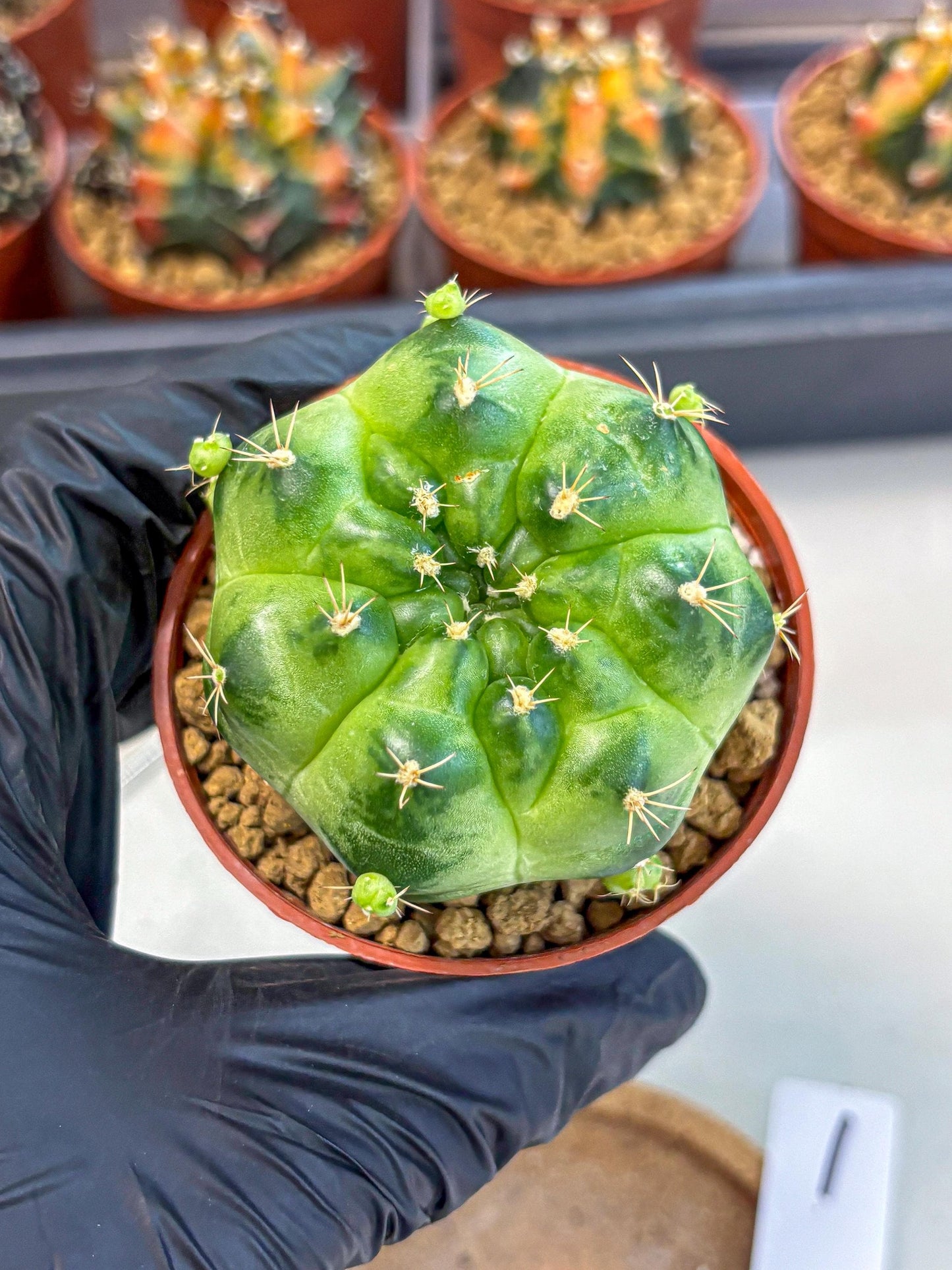 Gymnocalycium Green Marble (gy7) (g1) | Hybrid Cactus