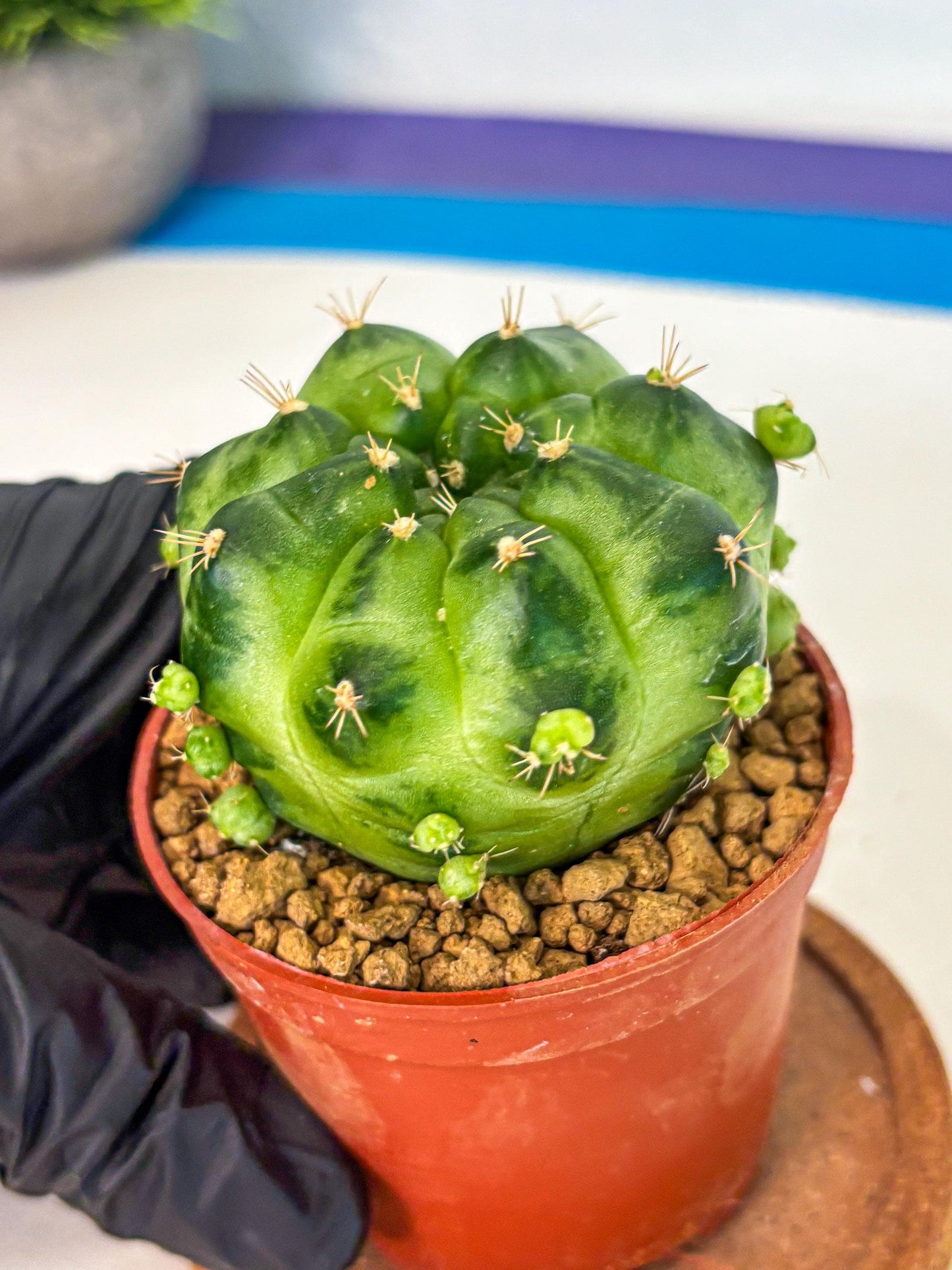 Gymnocalycium Green Marble (gy7) (g2) | Hybrid Cactus
