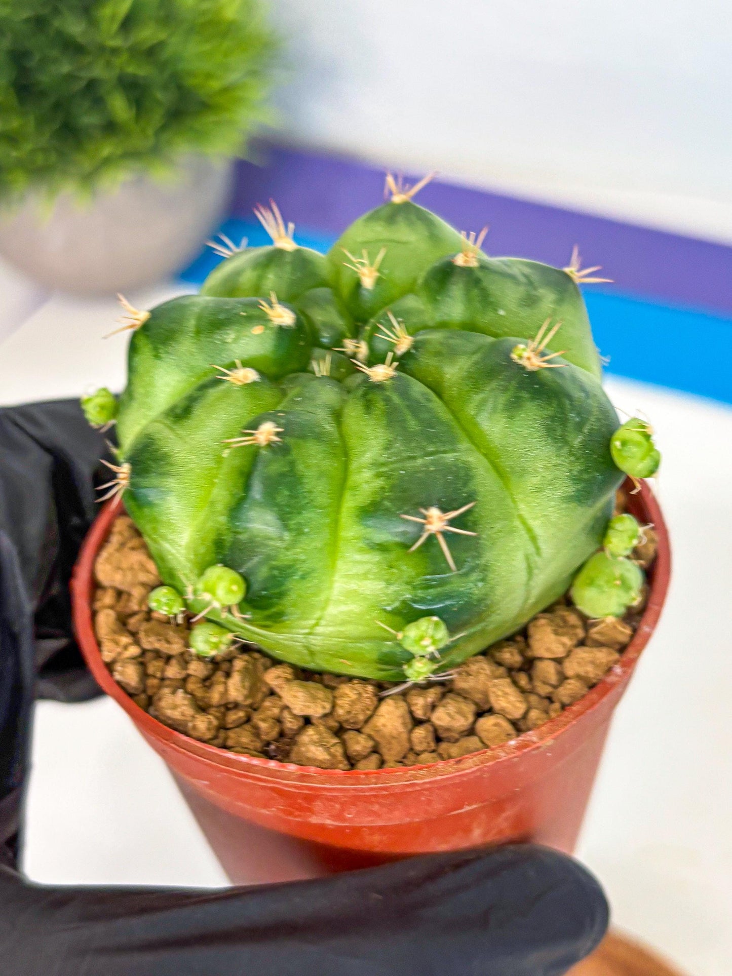 Gymnocalycium Green Marble (gy7) (g2) | Hybrid Cactus