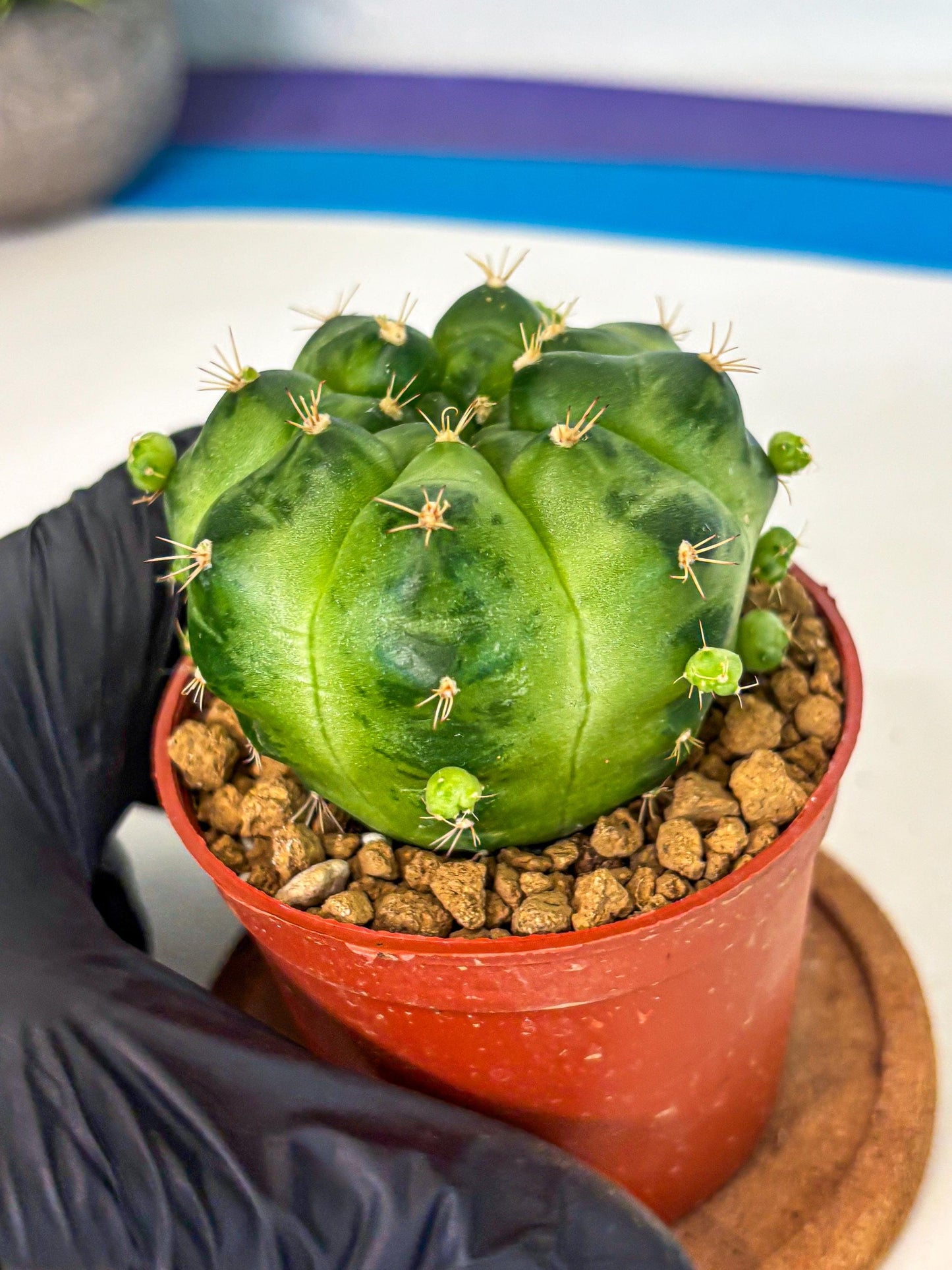 Gymnocalycium Green Marble (gy7) (g2) | Hybrid Cactus