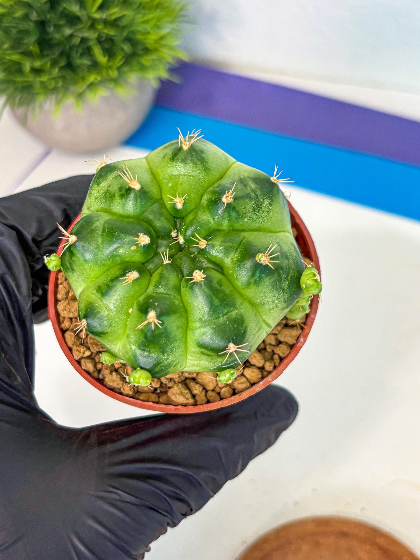 Gymnocalycium Green Marble (gy7) (g2) | Hybrid Cactus