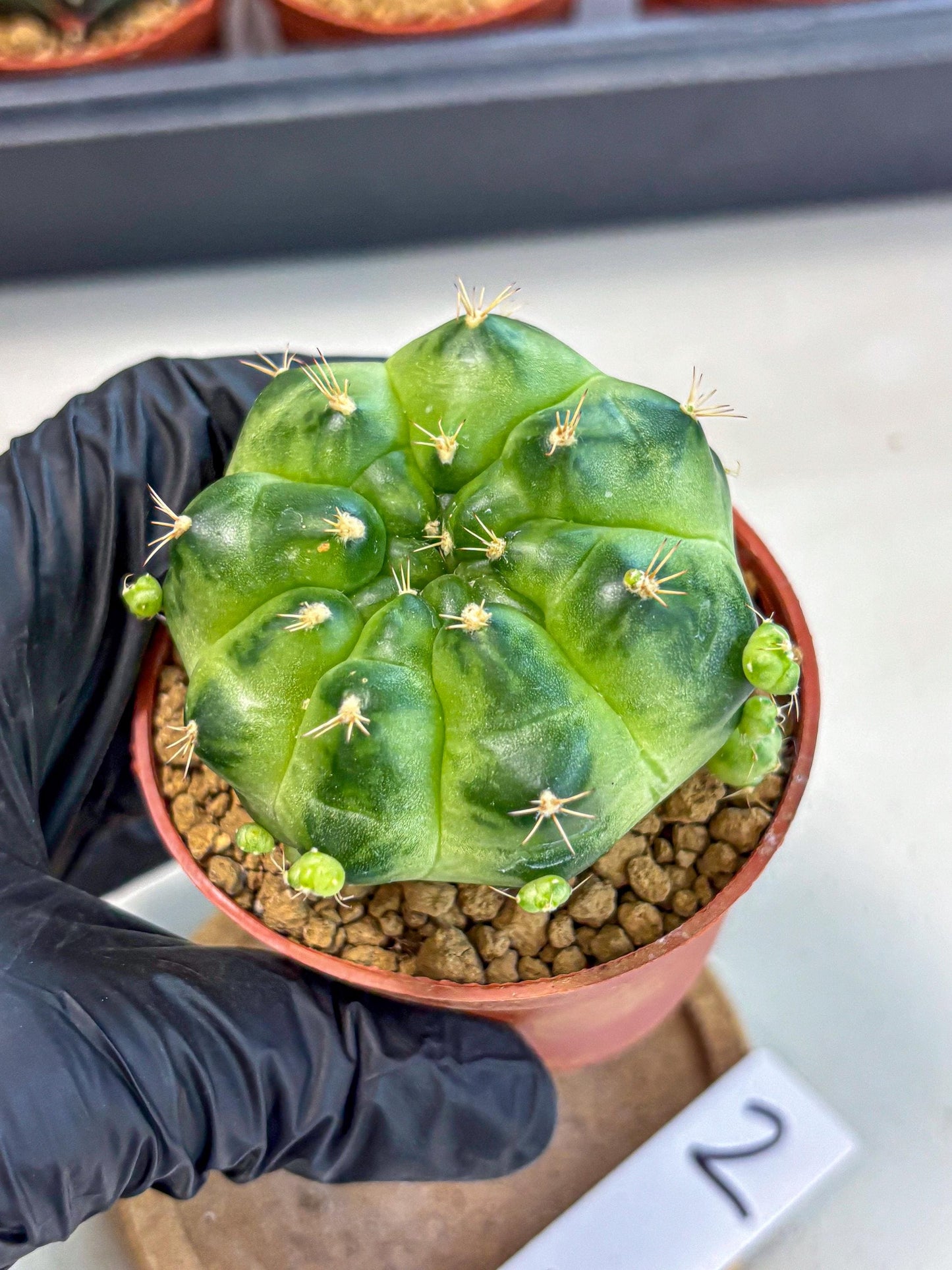 Gymnocalycium Green Marble (gy7) (g2) | Hybrid Cactus