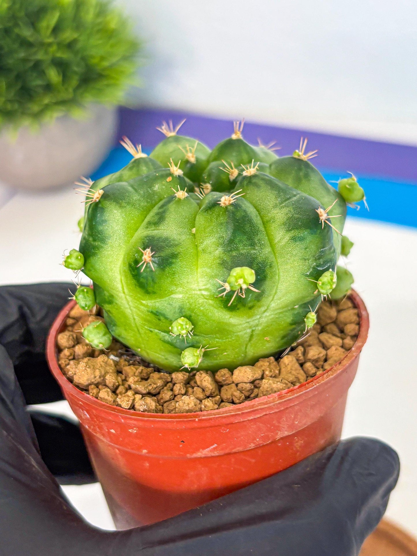 Gymnocalycium Green Marble (gy7) (g2) | Hybrid Cactus
