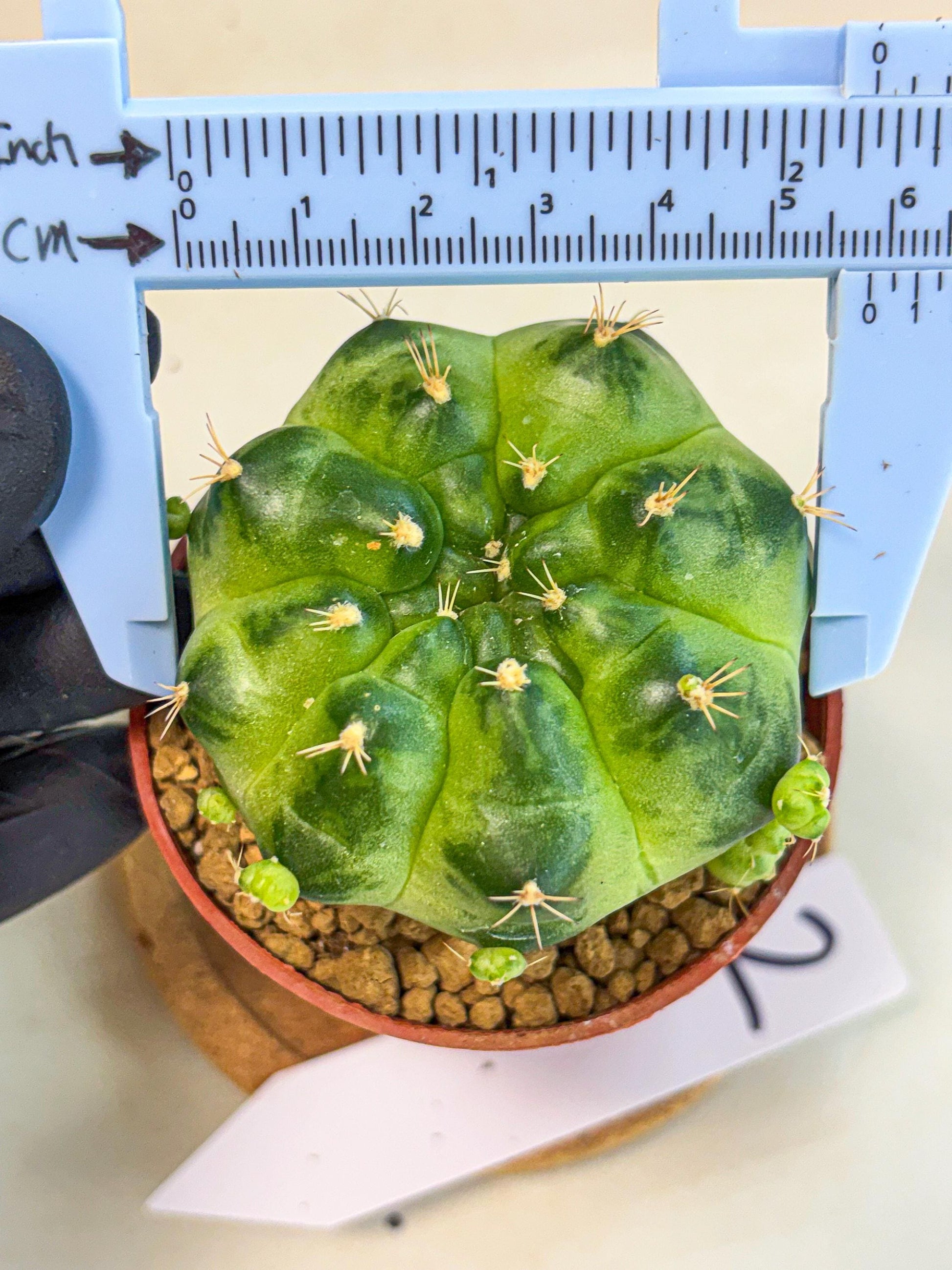 Gymnocalycium Green Marble (gy7) (g2) | Hybrid Cactus